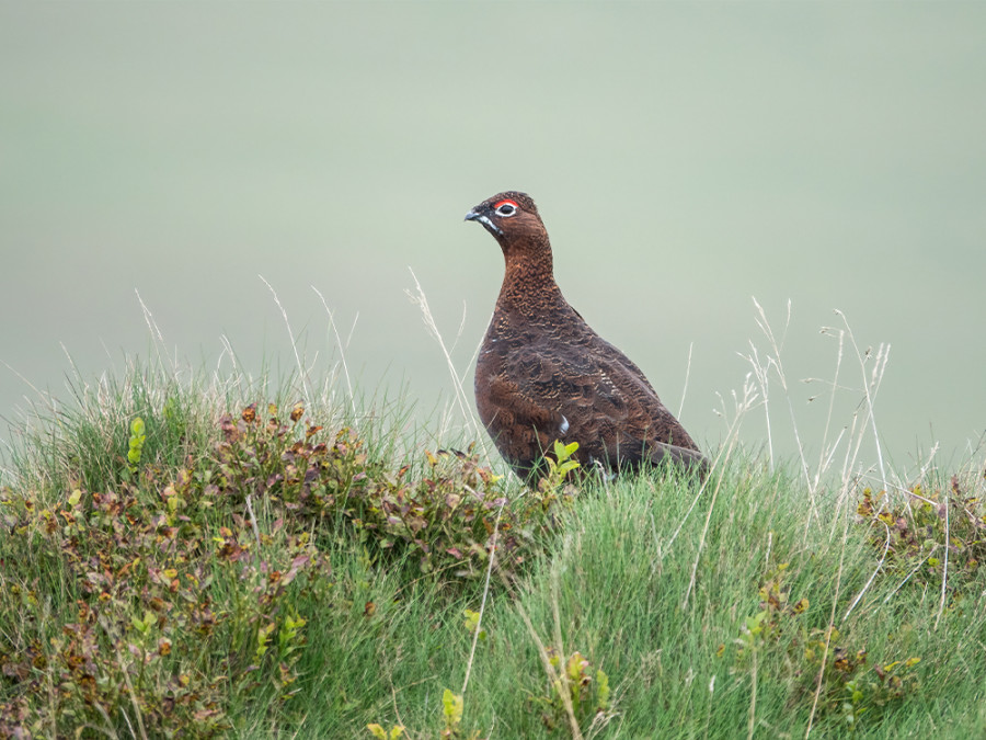 Grouse