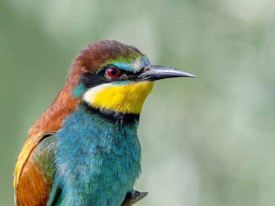 Vogelsoorten Georgië Vogelsoorten Georgië