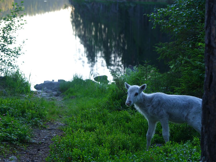 Dieren in Taivalkoski