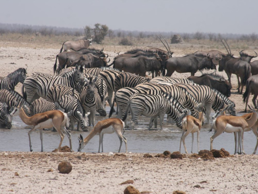 Etosha pools