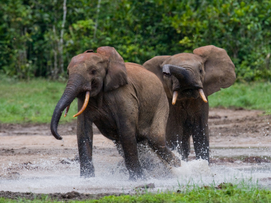 Olifanten in Congo