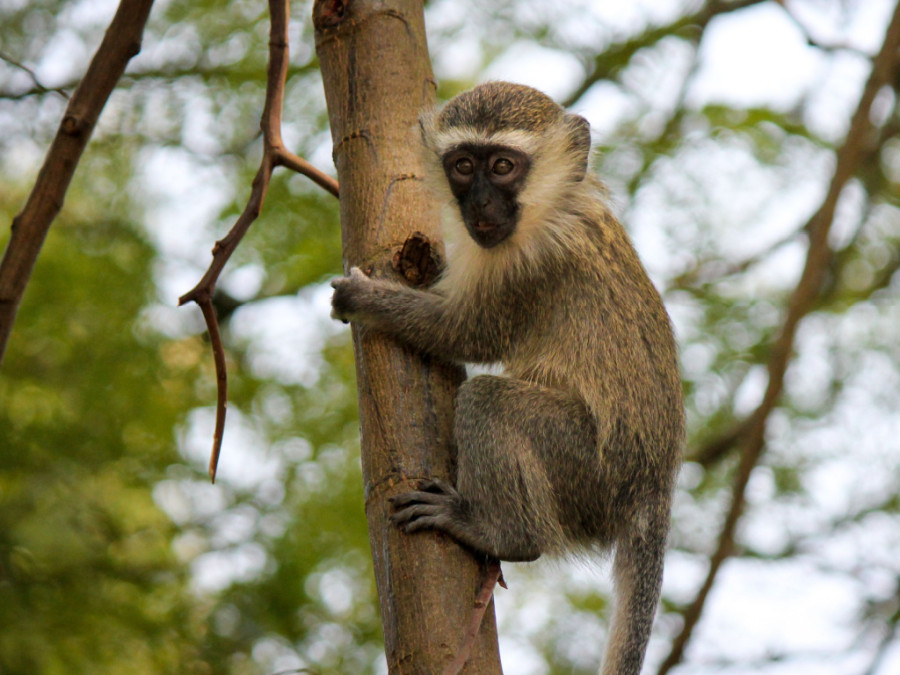 Vervet meerkat aap