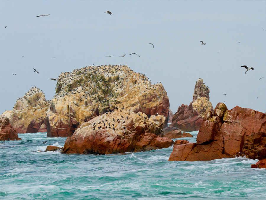 National Reserve Paracas