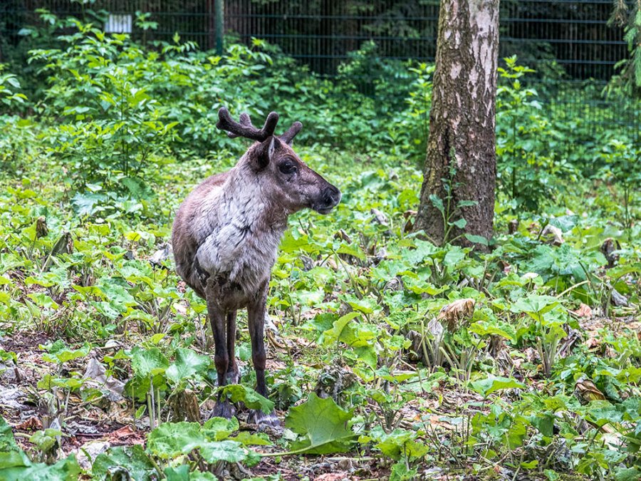 Wildpark Pforzheim Wildpark Pforzheim