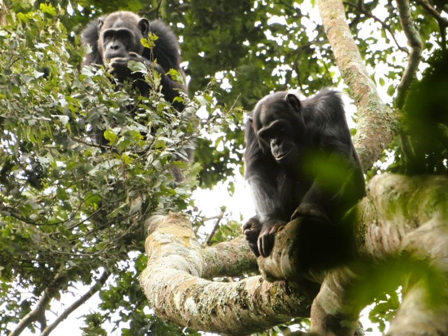 Chimps in Rwanda