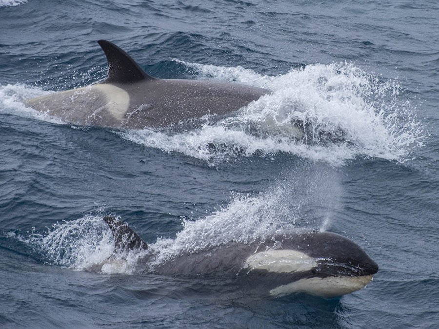 Killer whales