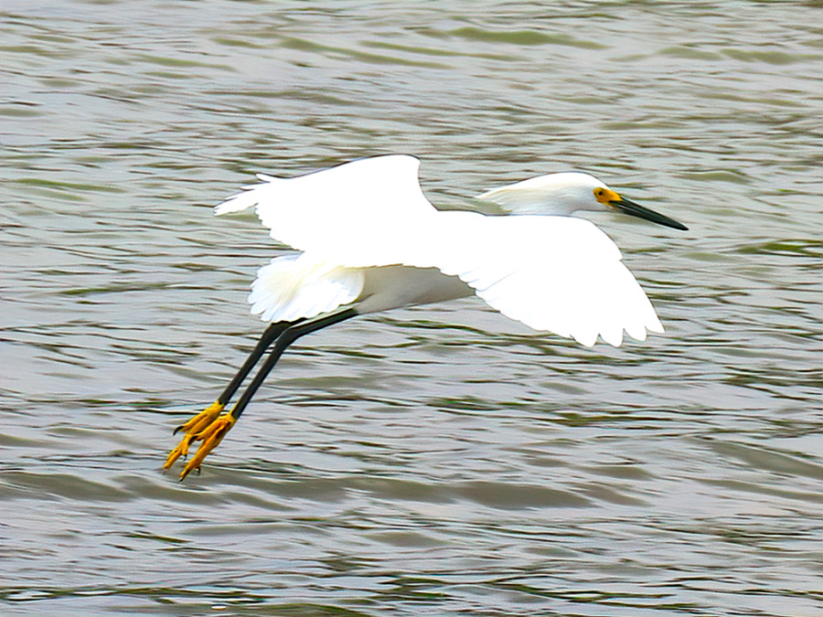 Kleine zilverreiger