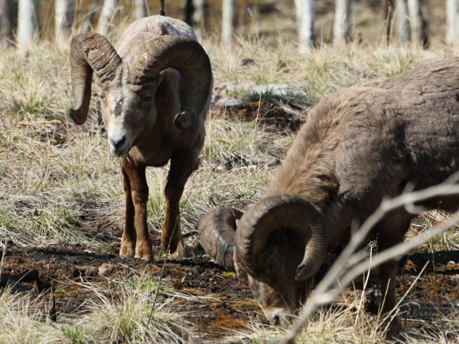 Alberta big horn sheep Alberta big horn sheep