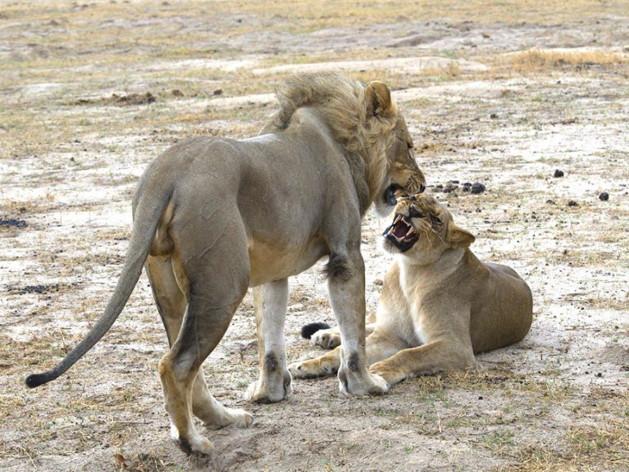 Zimbabwe leeuwen