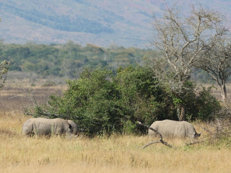 Akagera rhinoceros