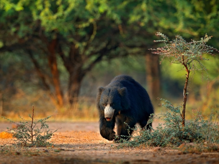 Wilde dieren spotten India