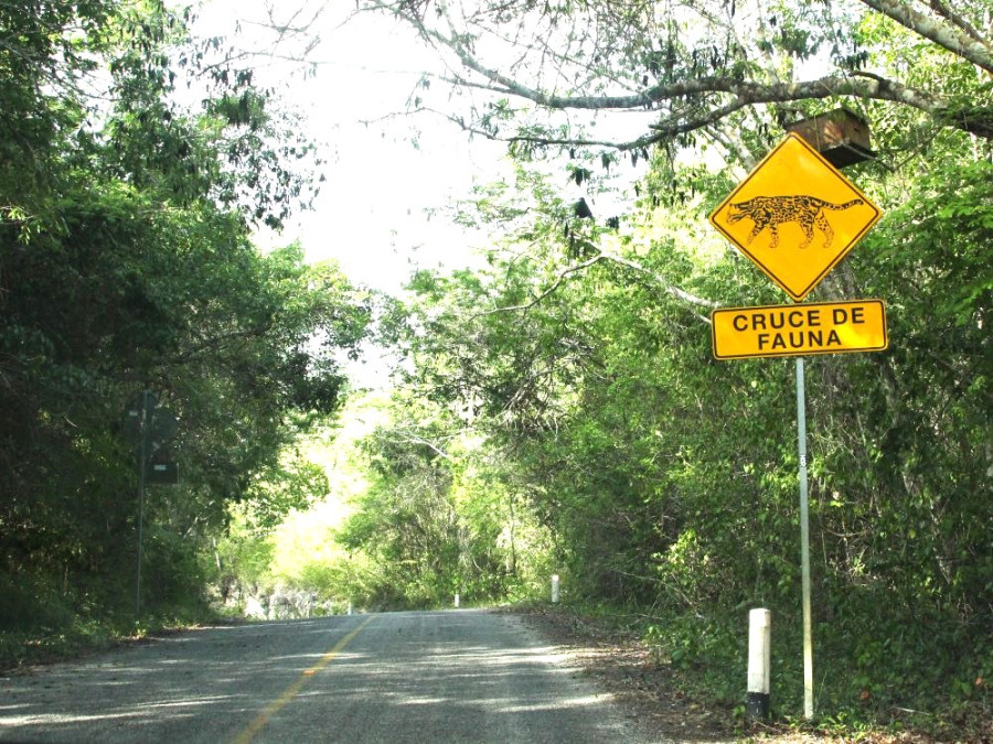 Calakmul road