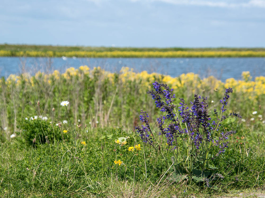 Vegetatie Marker Wadden