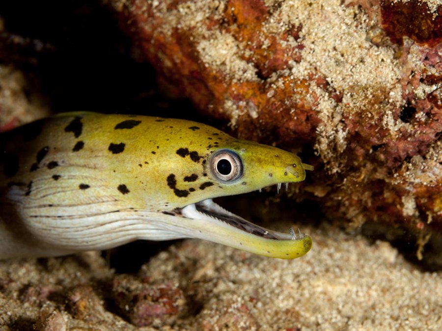 Duiken in Ambon Duiken in Ambon