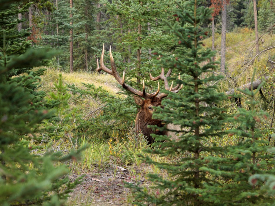 Elk