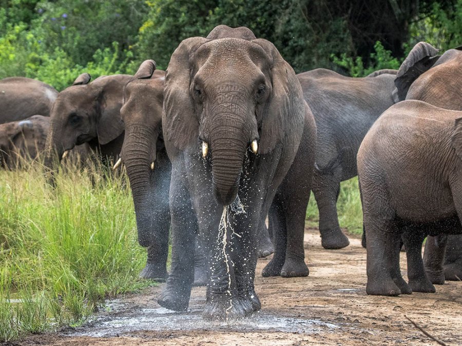 Afrikaanse olifant Afrikaanse olifant