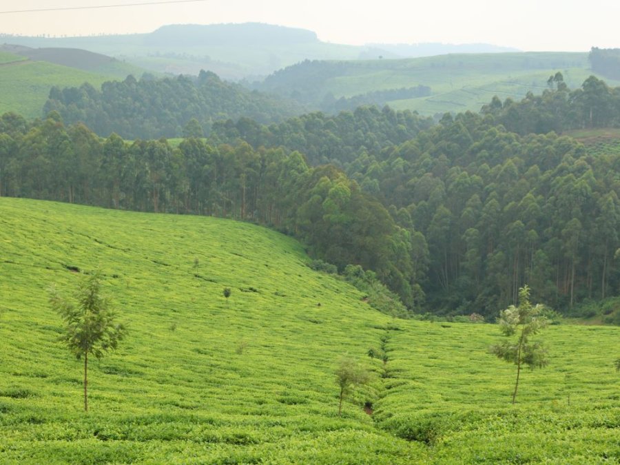Thee Nyungwe Thee Nyungwe