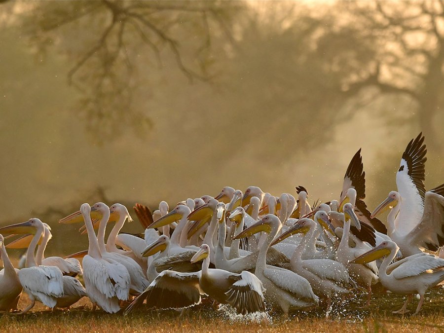 Keoladeo National Park Keoladeo National Park