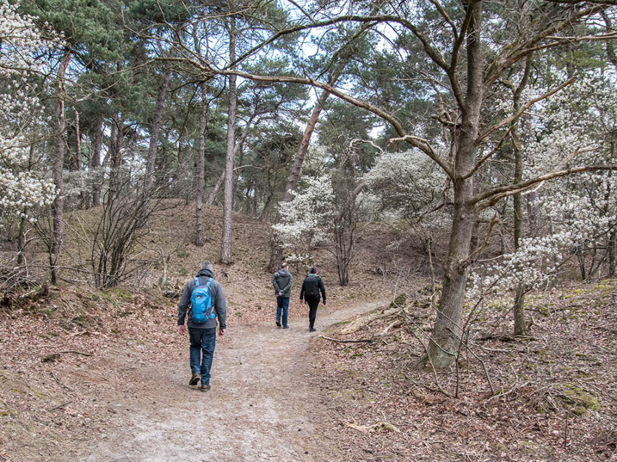 Kamduinen zandvestuiving