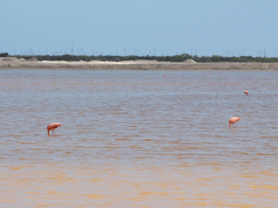 Roze meer Mexico