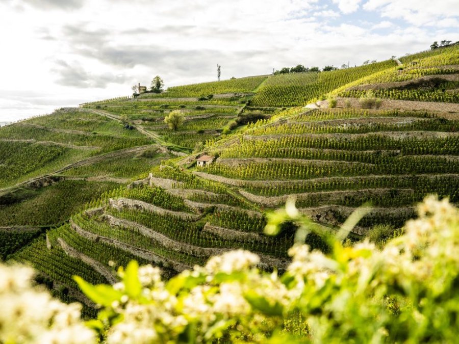 Wijngaarden Rhône