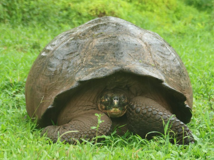 Giant Tortoise Giant Tortoise