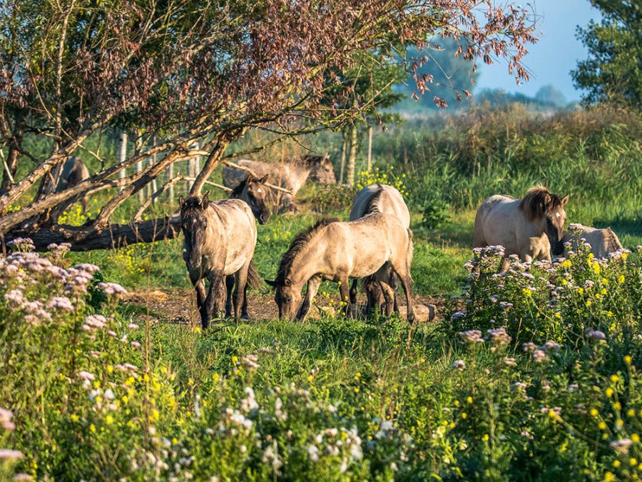 Grote grazers