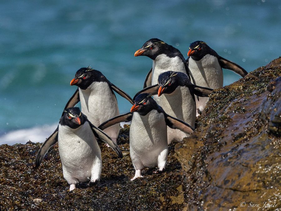 Macaronipinguïns South Georgia