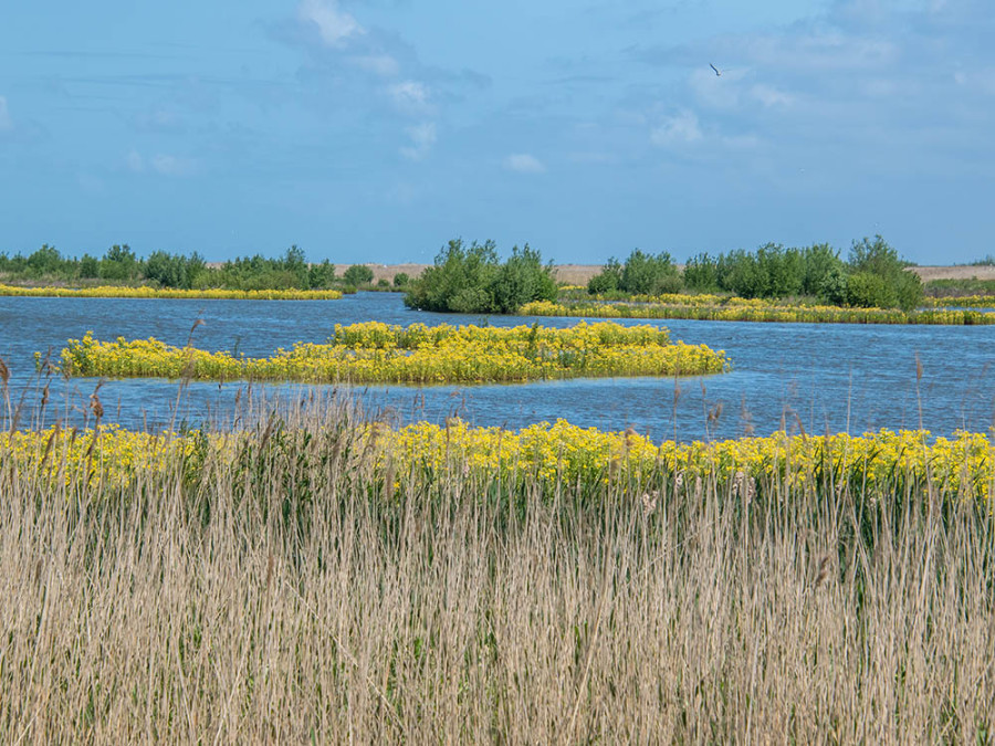 Marker Wadden landschap