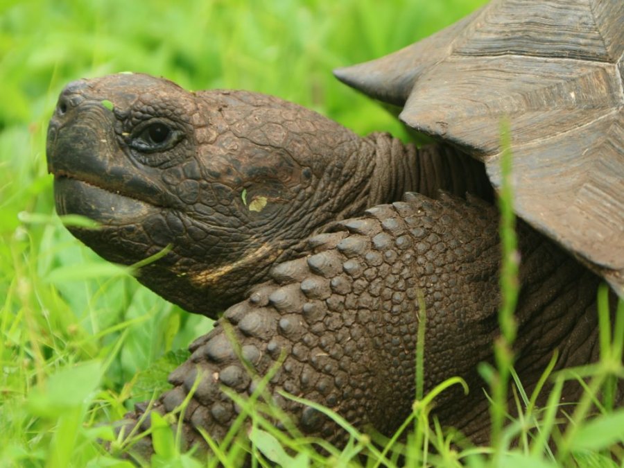 Galapagosschildpad Galapagosschildpad