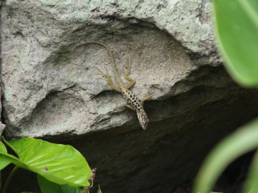 Gekko saba Sphaerodactylus sabanus