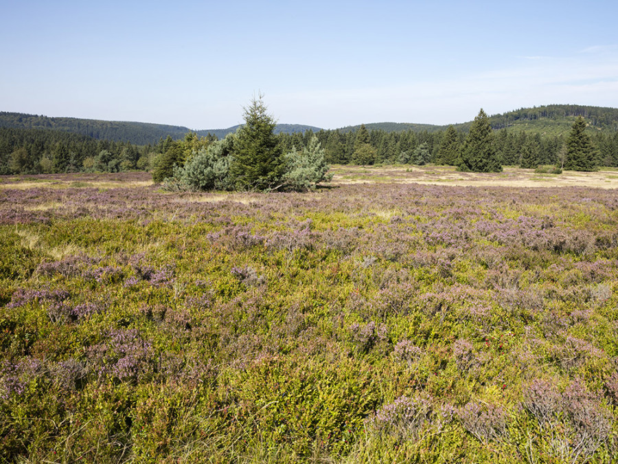 Hochheide