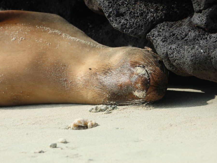 Zeeleeuw Galapagos Zeeleeuw Galapagos