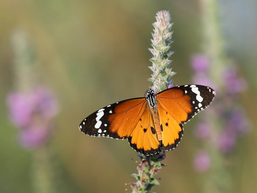 African Monarch butterfly African Monarch butterfly
