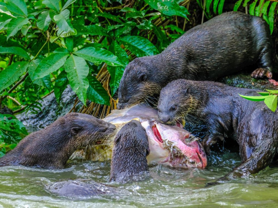 Otters Singapore