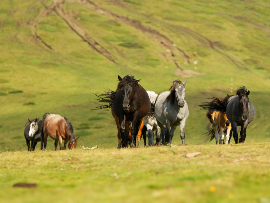 Mooiste gebieden paardrijden Bulgarije