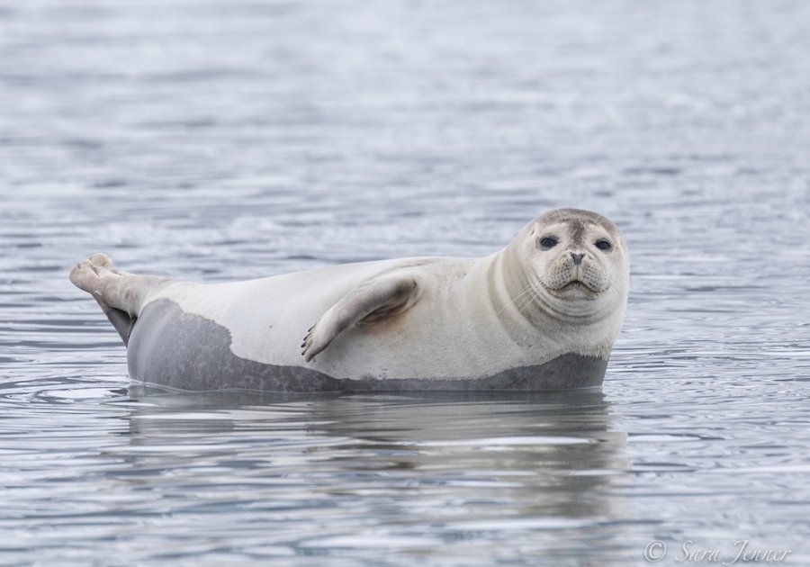 Zeehond Spitsbergen