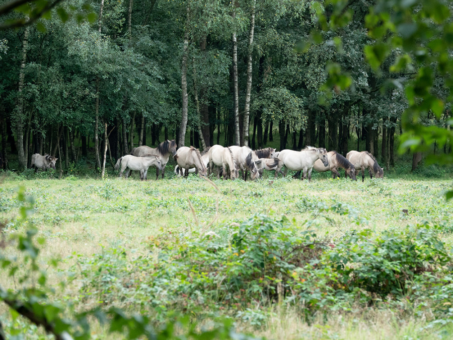 Konikpaarden