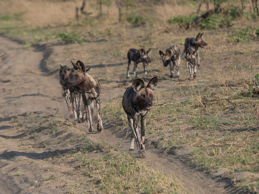 Painted dogs, African wild dogs in Hwange, Zimbabwe