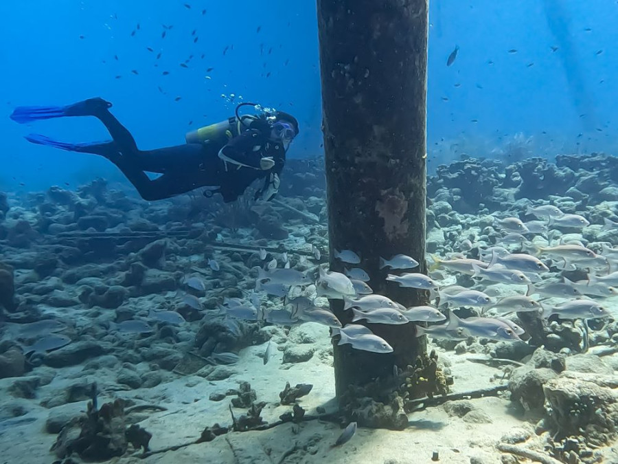 Vissen bij Bonaire