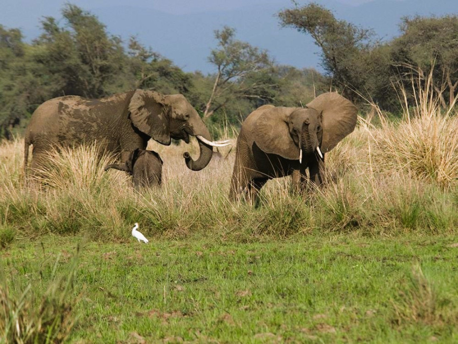 Mana Pools natuur