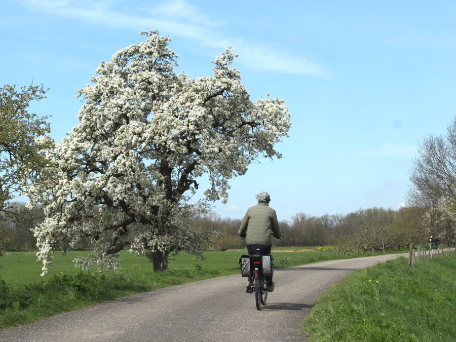 Fietsen langs de bloesem