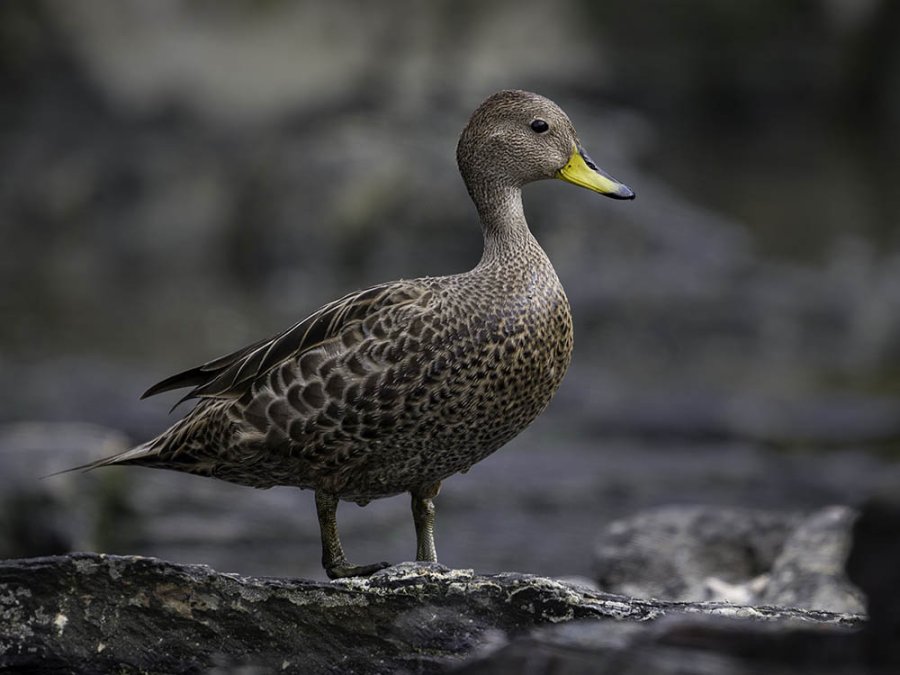 Pintail