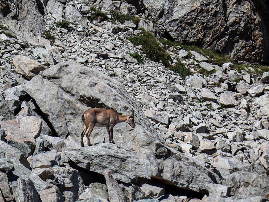 Natuur Valle Camonica Natuur Valle Camonica