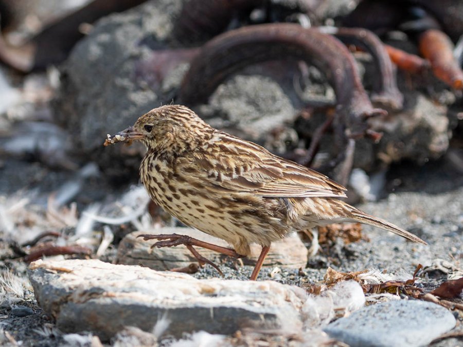 South Georgia pipit