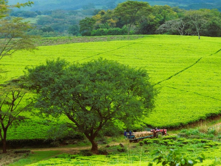 Satemwa Tea Estate Satemwa Tea Estate