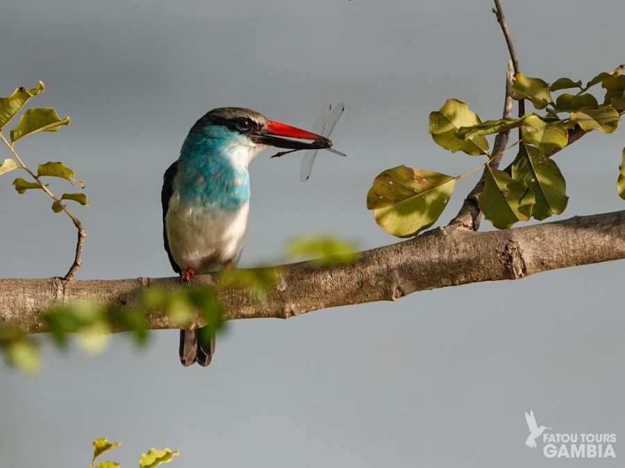 IJsvogel