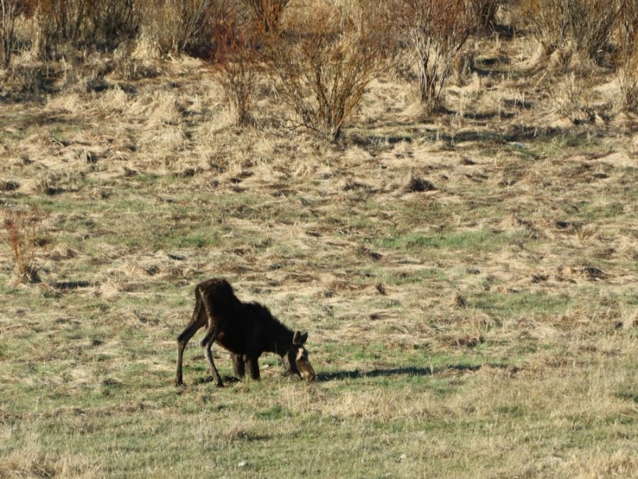Jasper eland