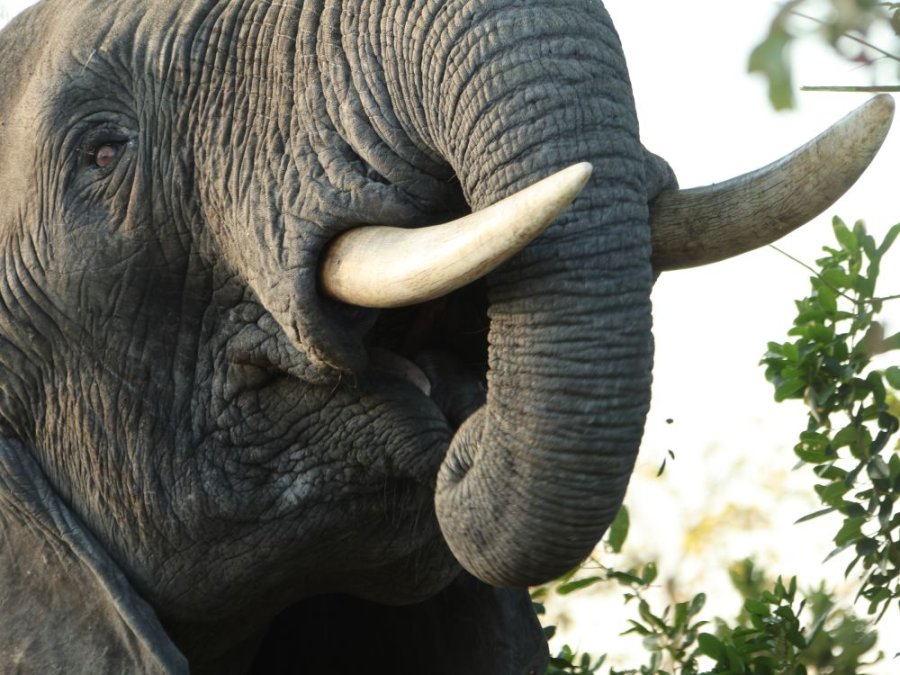 Olifant in Malawi Olifant in Malawi