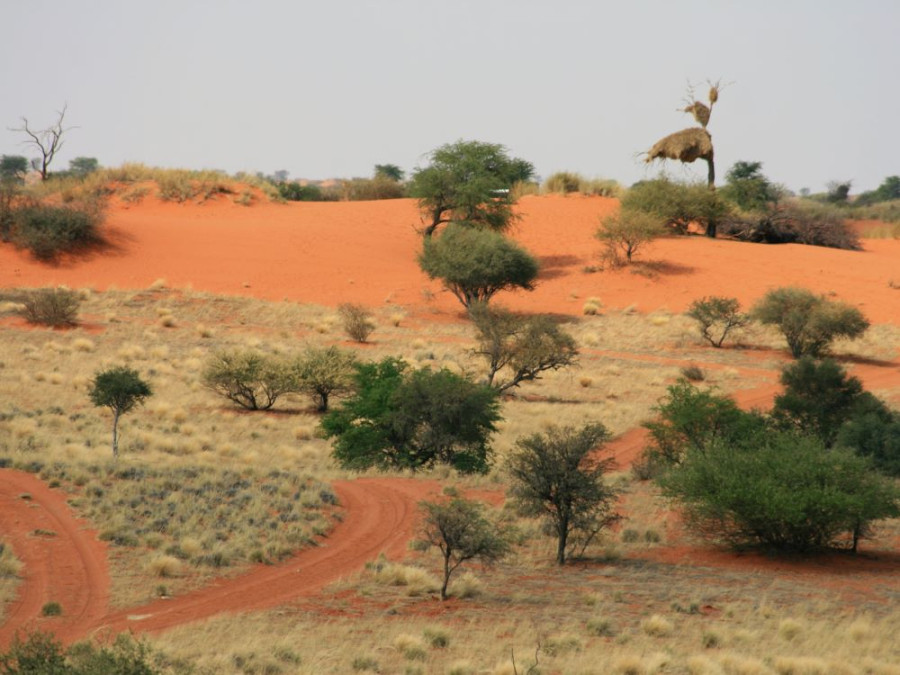 Kalahari in Namibië